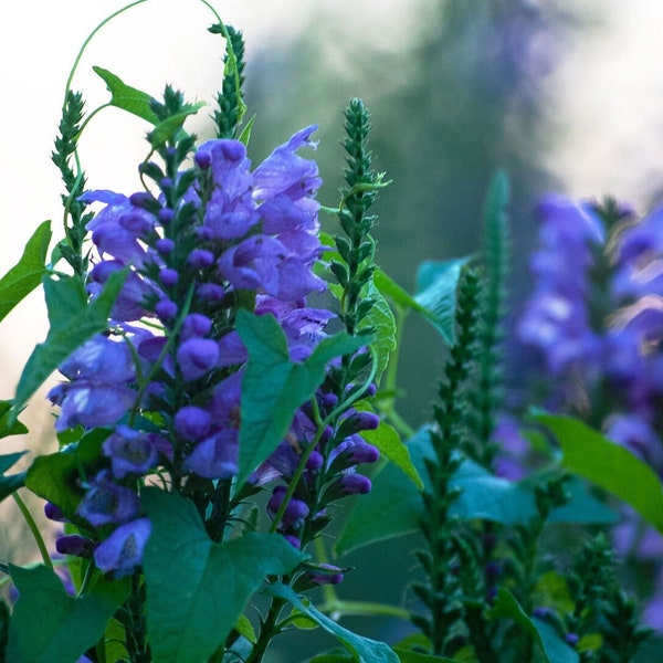 Purple Snapdragons, Snapdragon flowers, Floral print, flower photo, nature photograph, home decor, wall hanging, wall decor