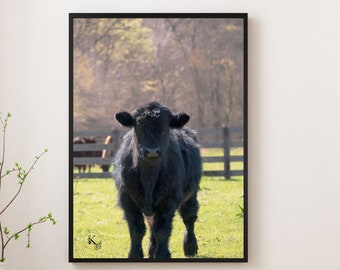 Adorable black highland calf, Highland cow, baby calf photo, cow photo, farmhouse photo, Farmhouse print, home decor, instant download