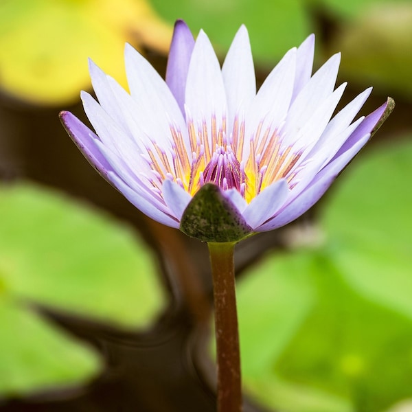 Purple water lily vertical, floral print, flower photograph, flower print, home decor, Lotus flower, nature photo, instant download