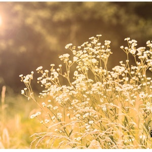Flores silvestres blancas en un campo soleado, foto de flores, campo de flores silvestres, campo de flores, decoración del hogar, decoración de paredes, descarga instantánea