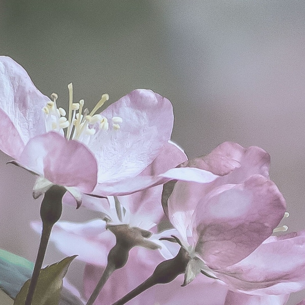 Macro cherry blossoms, macro flower photo, purple flower photo, pink flower photo, home decor, wall decor, instant download, floral print