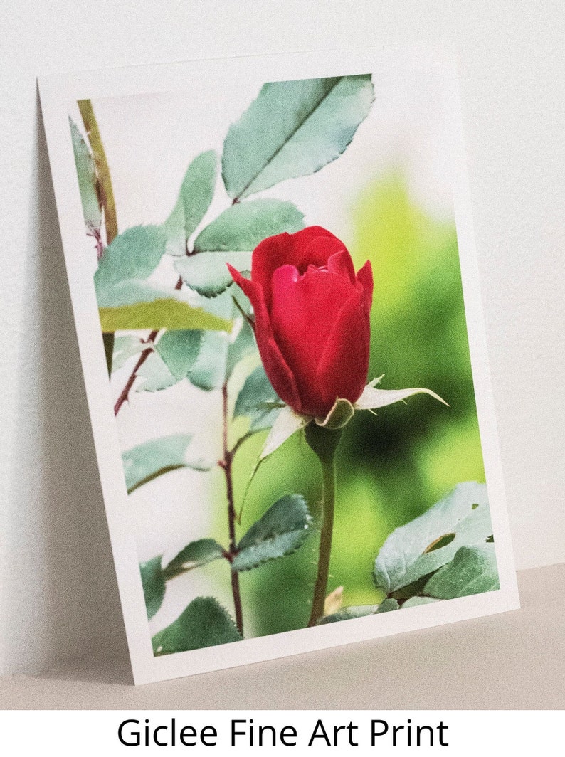 Yellow Cone Flowers Floral Print Botanical Print Home Etsy