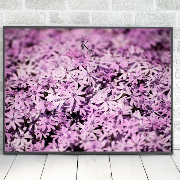 Purple phlox photo, Phlox, purple flowers, purple floral print, violet flowers, nature photo, home decor, wall decor, digital download