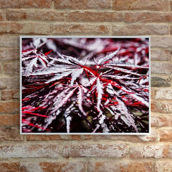 Japanese Maple Tree Leaves, Japanese Maple, Maple leaves, Red nature photo, Red wall art, Deep red floral print, Instant digital download