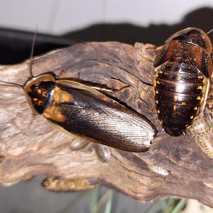 May include: Close-up of several cockroaches on a piece of wood. The insects have brown and black bodies with visible antennae. The wood is a light brown color with a textured surface. The image is well-lit, highlighting the details of the insects.