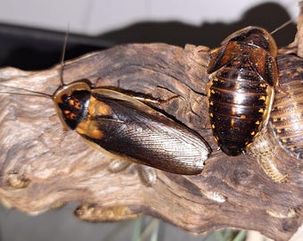 Live Dubia Roaches. High Protein Feeder Insects.