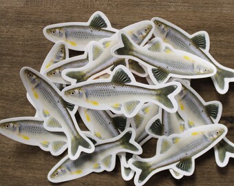 Spotfin Shiner (Cyprinella spiloptera) sticker