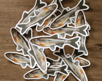Common Shiner x Carmine Shiner (Hybrid Shiner) sticker