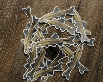River Chub (Nocomis micropogon) sticker
