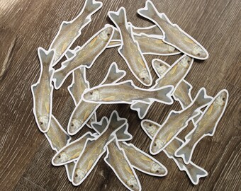 Golden Redhorse (Moxostoma erythrurum) sticker