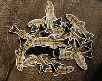 Adesivo centrale Stoneroller (Campostoma anomalum).