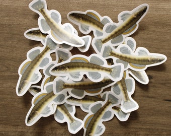 Darter dalla testa snella (Percina phoxocephala)