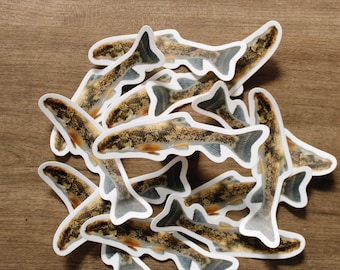 Adesivo del pollone del maiale settentrionale (Hypentelium nigricans).