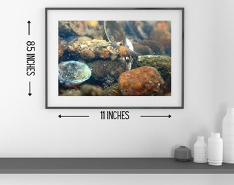 Underwater Fish & Insect Pictures