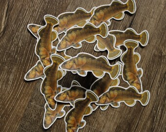 Adesivo Bluebreast Darter (Nothonotus camurus).