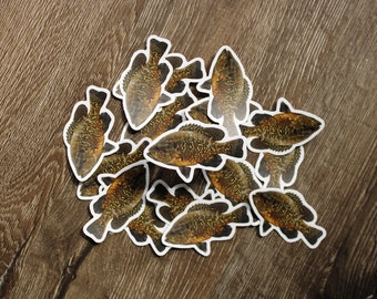 Warmouth (Lepomis gulosus) sticker