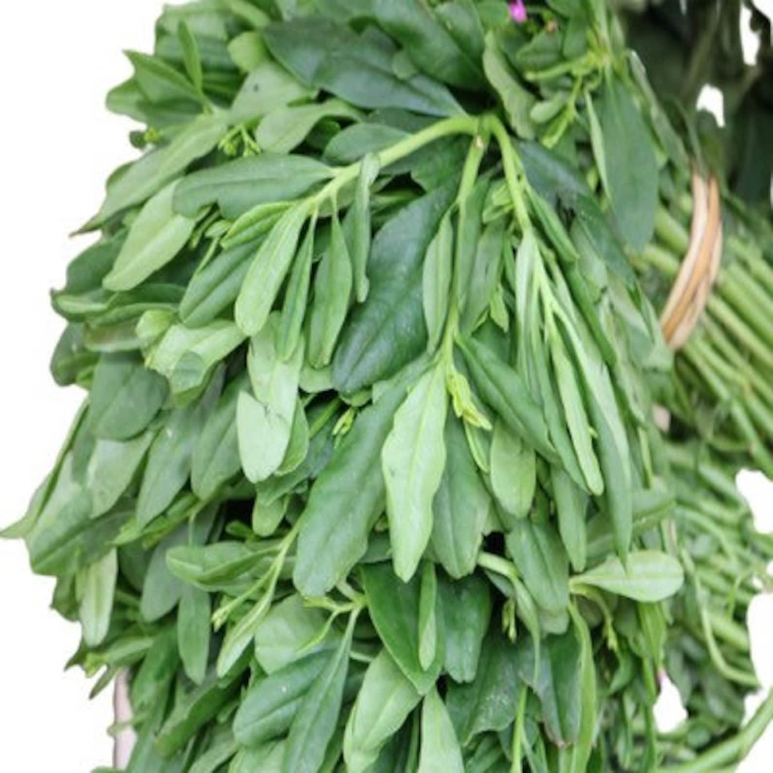 FRESH Waterleaf Efo Gbure talinum Triangular Fresh - Etsy