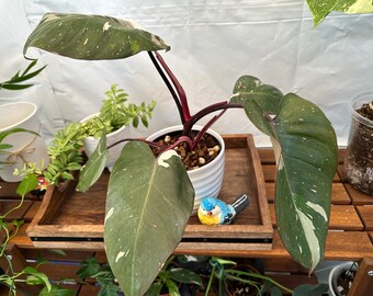 Philodendron red Anderson variegated! Exact plant pictured!