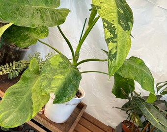 Big Philodendron Jose buono! Exact plant pictured!