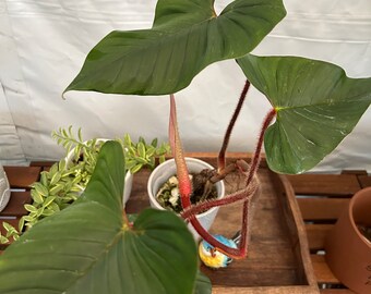 Big Philodendron Squamicaule Blushing! More than 20 inches tall! Exact plant pictured!