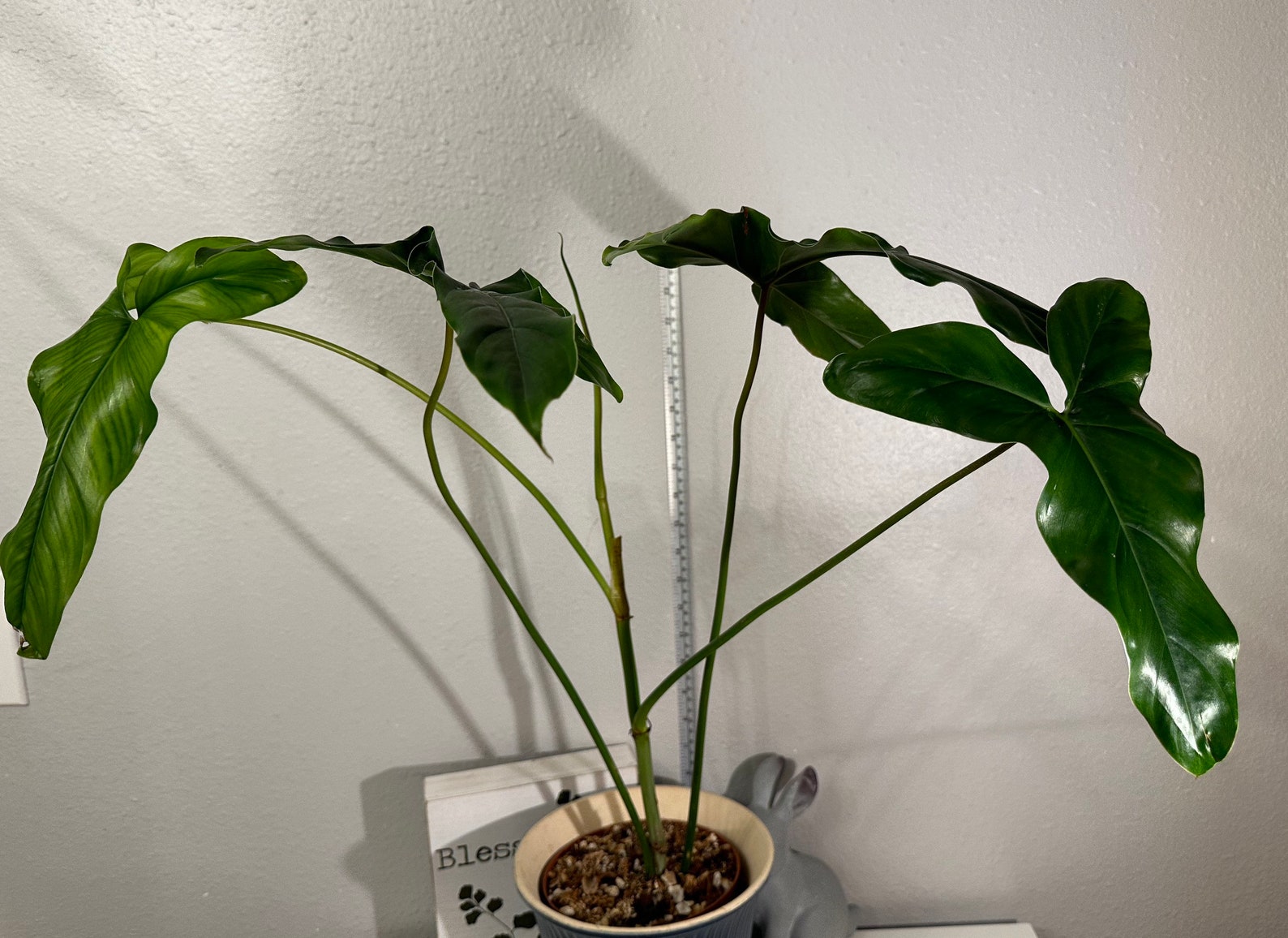 Rare Philodendron Delinksii. Etsy