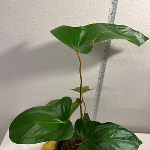 Anthurium Pinkleyi. image 4