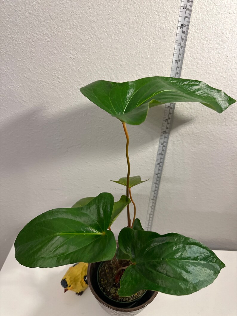 Anthurium Pinkleyi. image 4