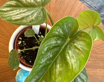 Philodendron Mamei