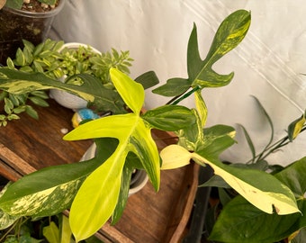 Rare Philodendron Florida beauty variegated. Recently repotted in a 4 inches clear pot! Exact plant pictured!