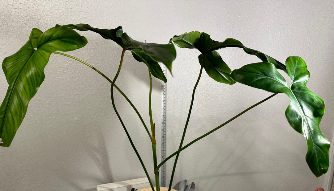 Rare Philodendron Delinksii. Etsy