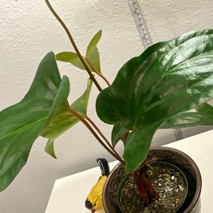 Anthurium Pinkleyi. image 3