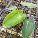 see more listings in the Philodendron section