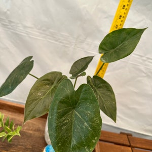 Big Alocasia wentii variegated Exact plant pictured image 1