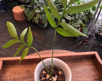 Monstera Subpinnata, rooted cutting! Two leaves small plant!