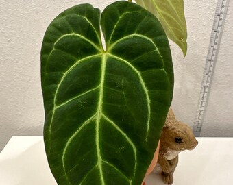 Anthurium Regale young full rooted!
