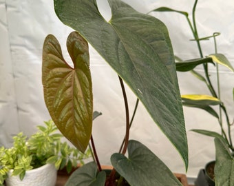 Anthurium Luxury Jungle Inverse Crossing in a 4 inches Pot! Exact plant pictured!