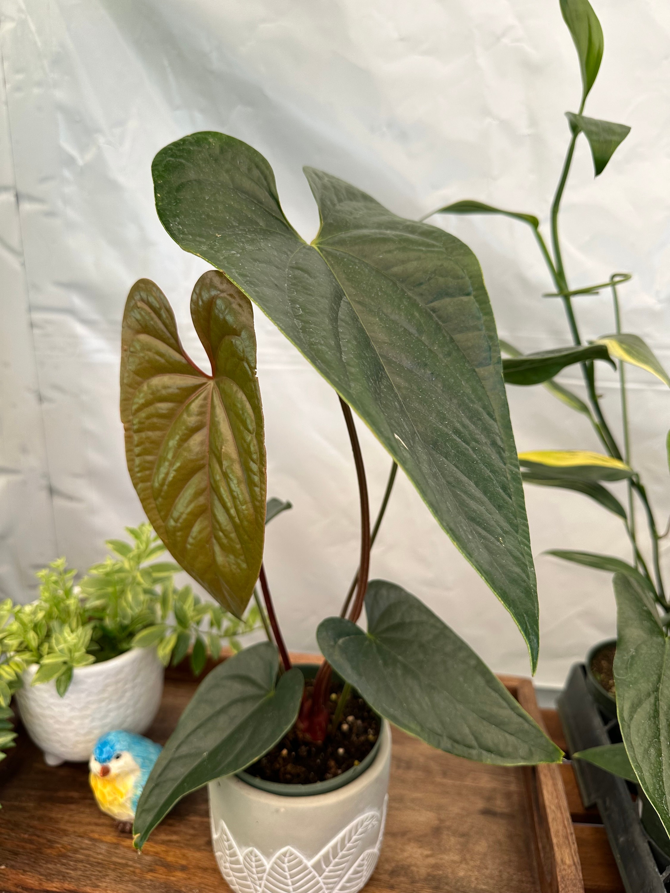 Anthurium Luxury Jungle in a 4 Inches Pot! - Etsy