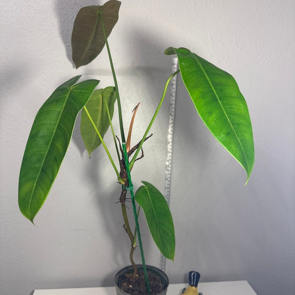 Philodendron Sharoniae.