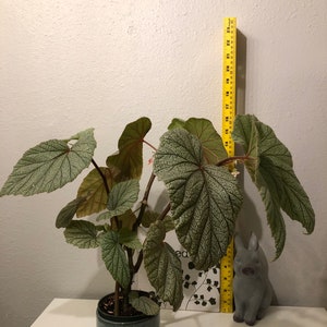 Begonia SinbadPink Ángel wings Rooted. image 1