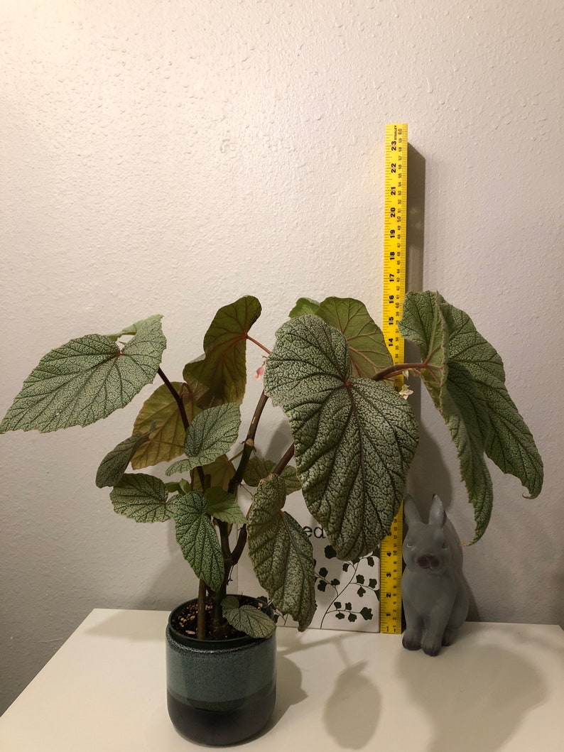 Begonia SinbadPink Ángel wings Rooted. image 1