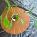 see more listings in the Philodendron section