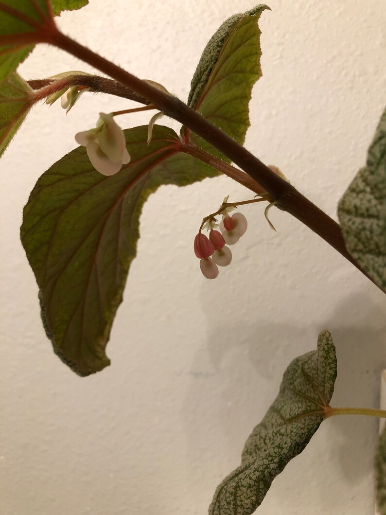 Begonia SinbadPink Ángel wings Rooted. image 3