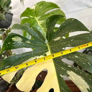 Big Monstera Thai Constellation Full Rooted in a gallon clear pot Stable beautiful variegation Exact plant image 3