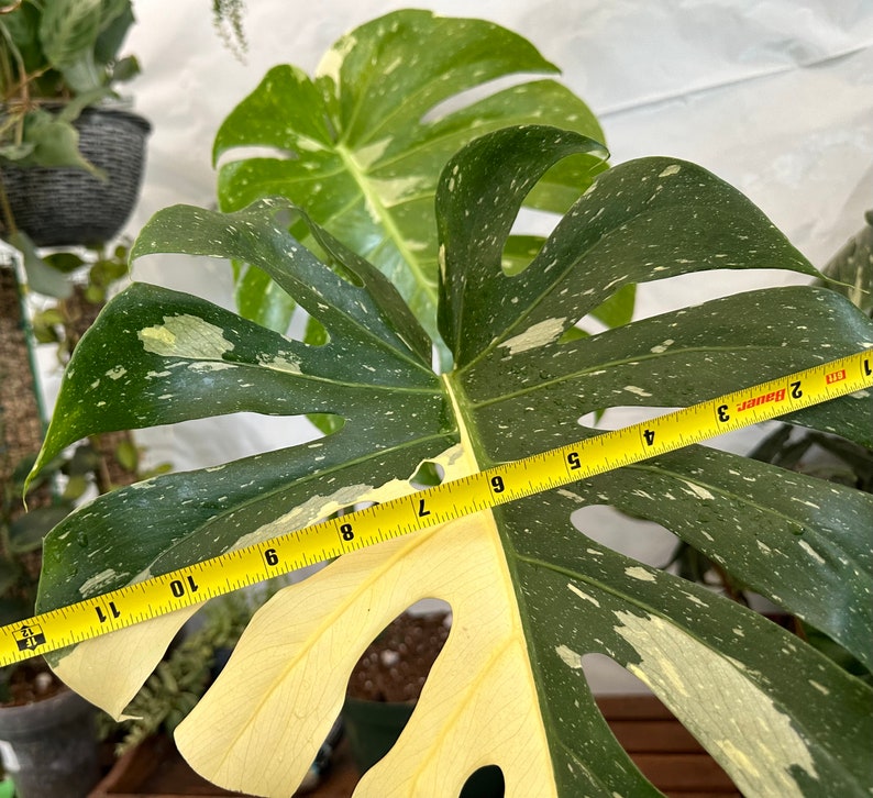 Big Monstera Thai Constellation Full Rooted in a gallon clear pot Stable beautiful variegation Exact plant image 3