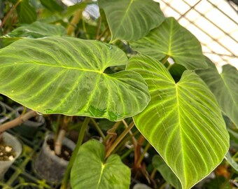 Big Philodendron Pseudoverrucosum!