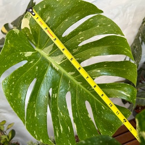 Big Monstera Thai Constellation Full Rooted in a gallon clear pot Stable beautiful variegation Exact plant image 5