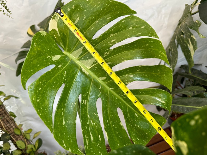 Big Monstera Thai Constellation Full Rooted in a gallon clear pot Stable beautiful variegation Exact plant image 5