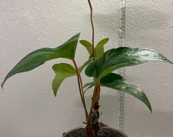 Anthurium Pinkleyi.