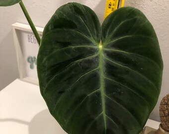 Ultra Rare Philodendron luxurians