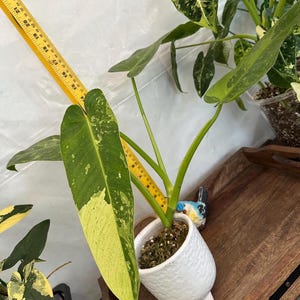Philodendron Jose Bueno!!